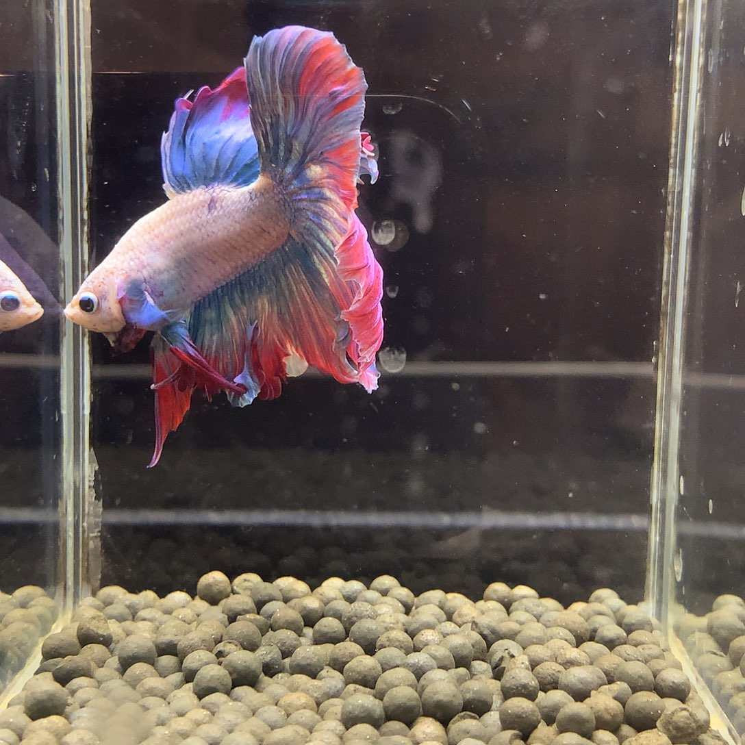 海水鱼七弟泰国斗鱼863