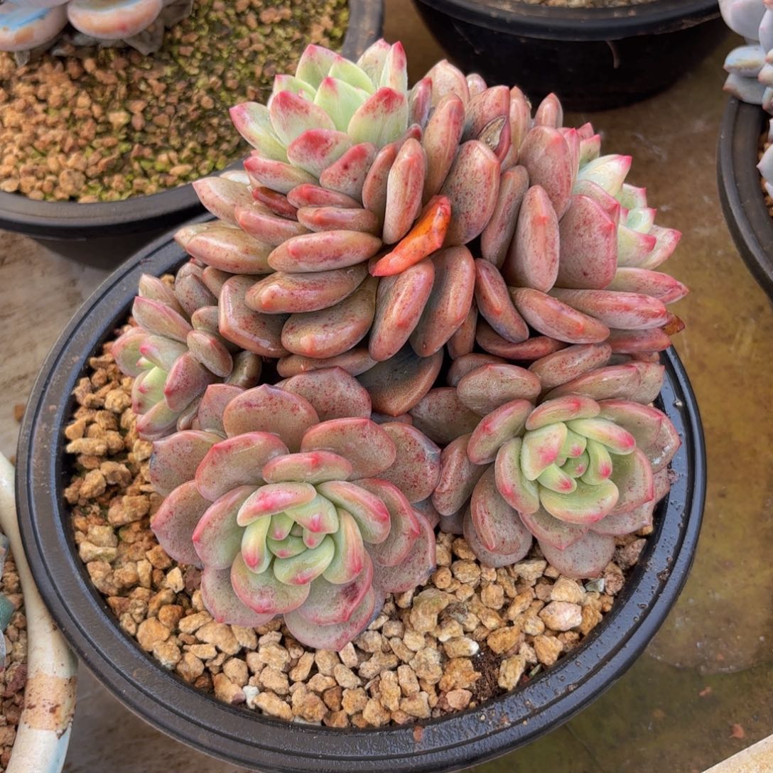 一物一拍，爱丽儿石化6头