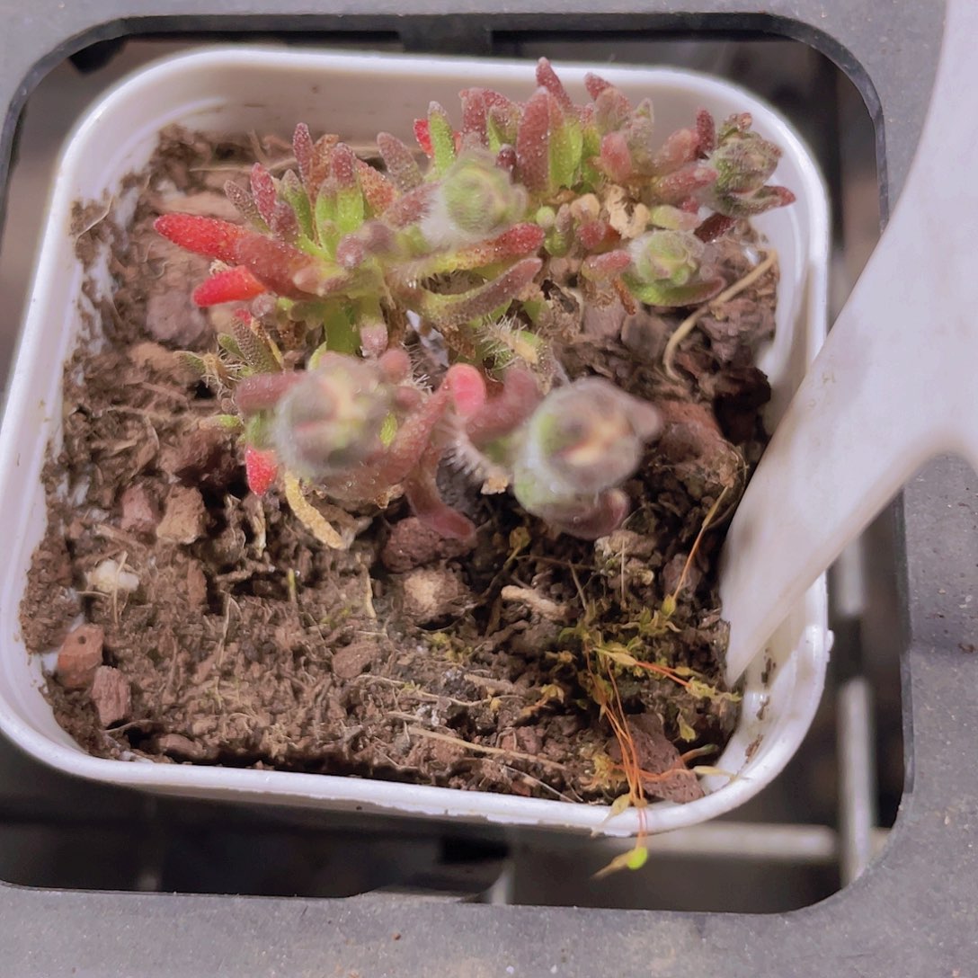 孤尾枝干a048一物一拍