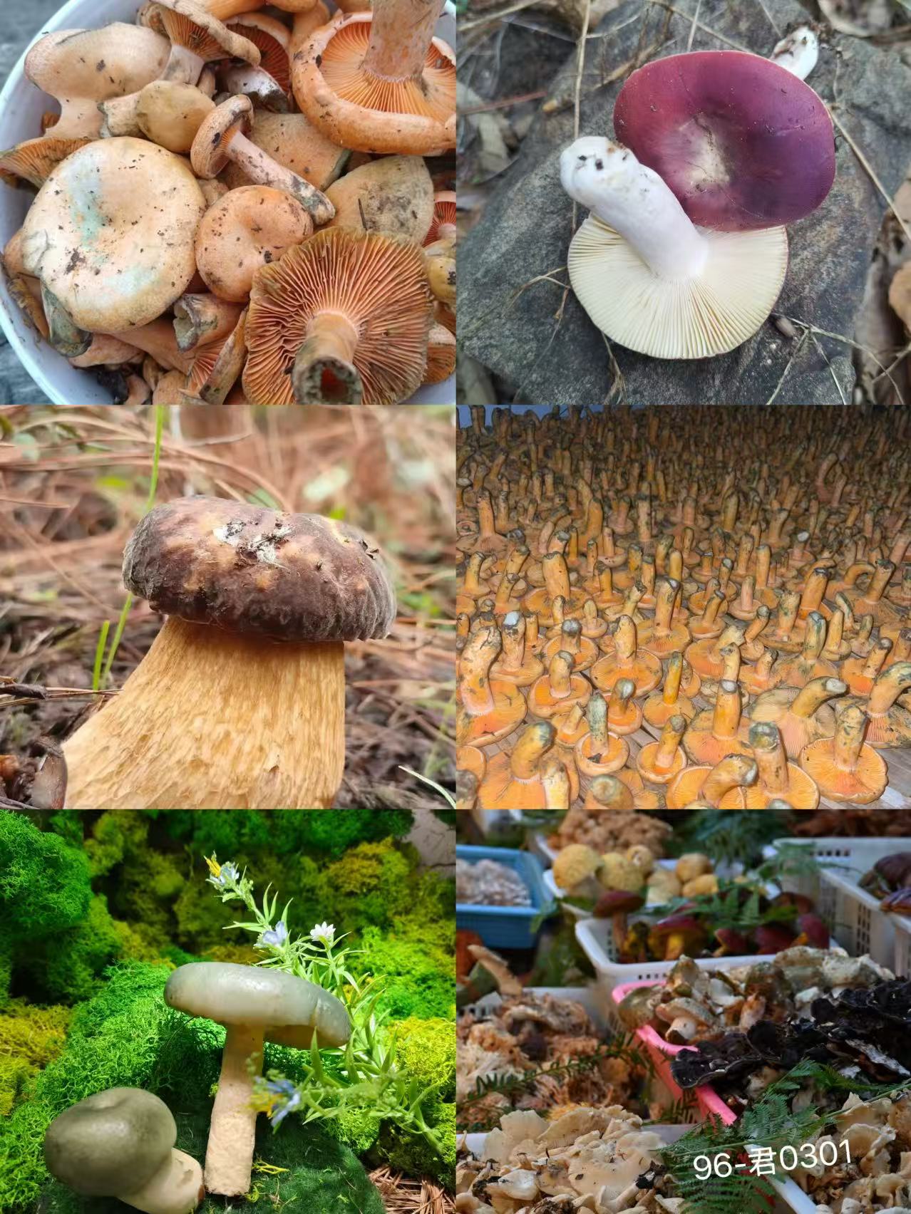 《96》龙腾专属土特产羊肚菌梳子-君0301-52g