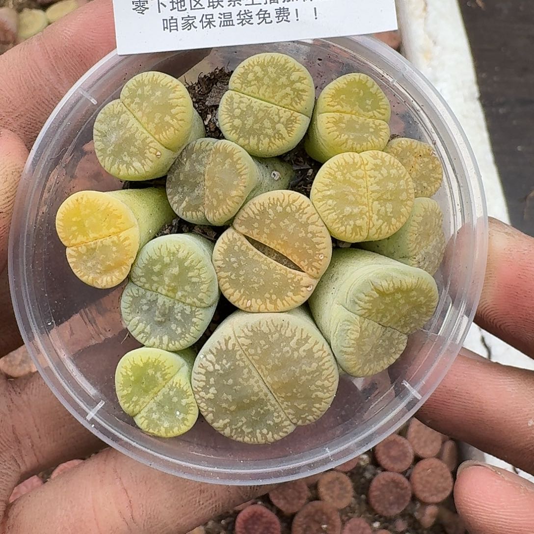 2862 哈哈哈哈哈哈哈哈