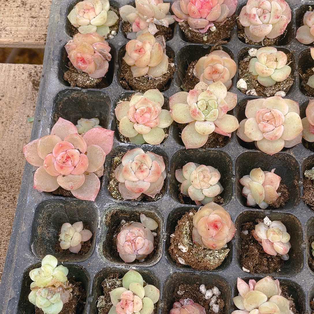 5个不同个体桃坞一个满25包邮