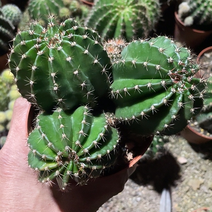 未***知实生三头3057专拍