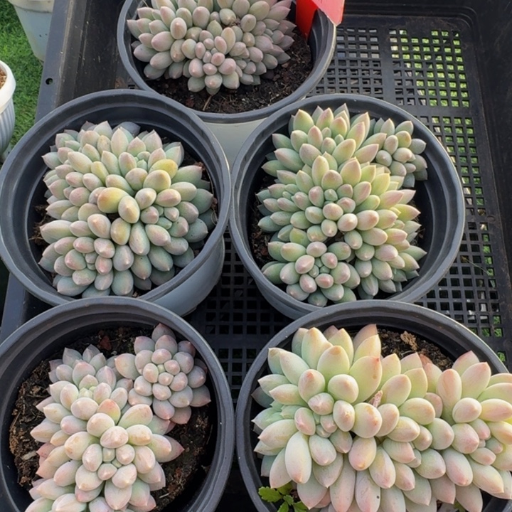 126多肉植物一物一拍