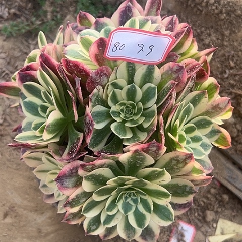 多肉植物白凤80号