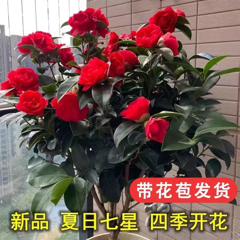 【加大加高80cm-1米】大红赤丹茶花带花苞发四季茶好养室外开花绿植