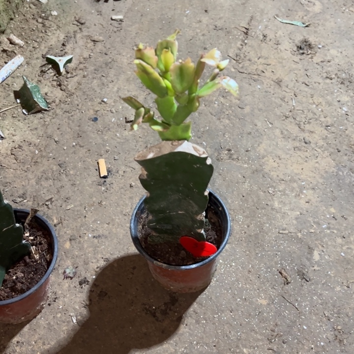 红***鱼当前无花栽培后可以开花随机叶片