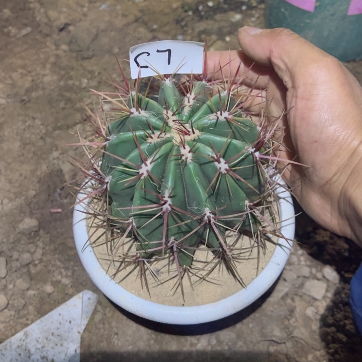 红虎仙人球一颗裸根发货35