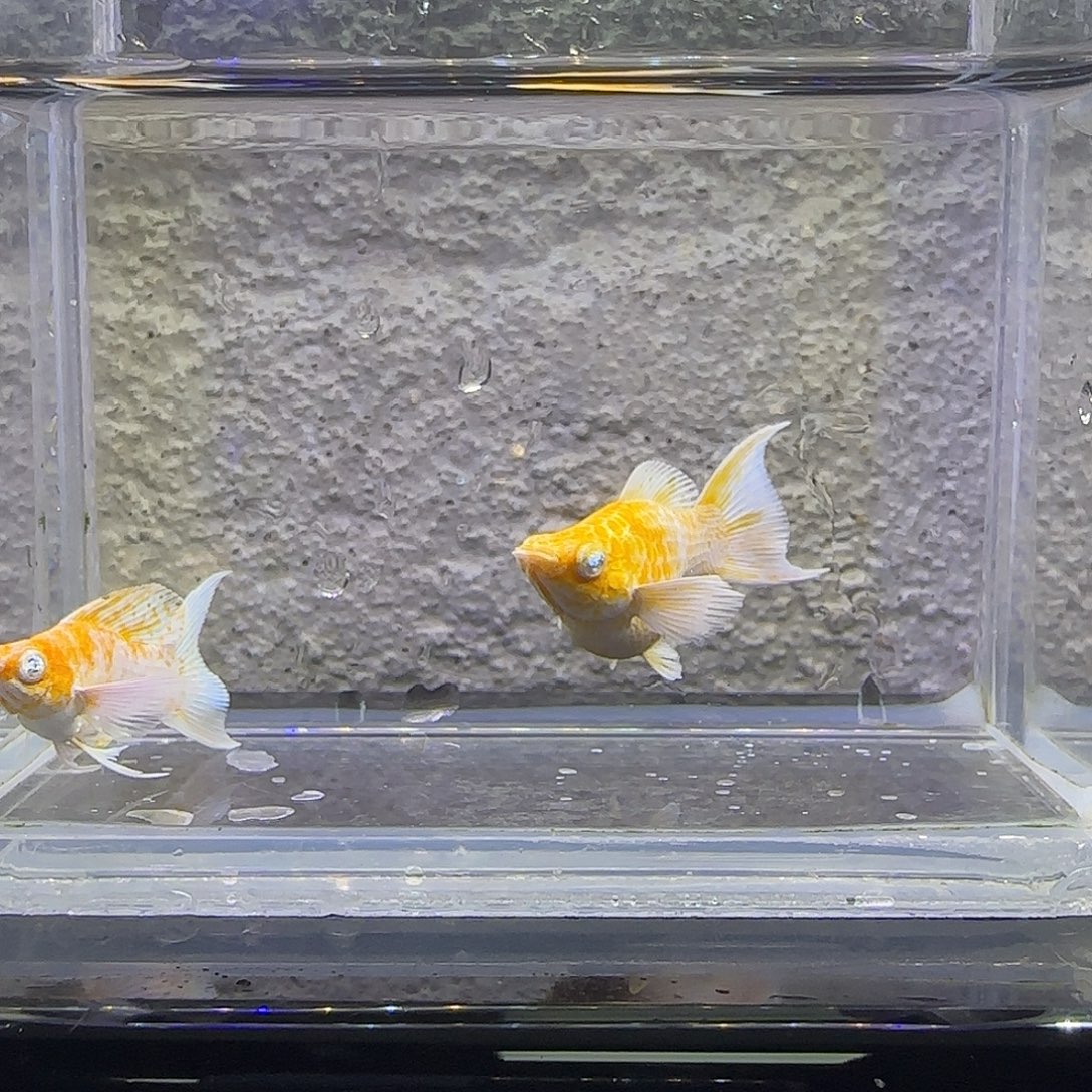 孔雀鱼樱花玛丽。60号