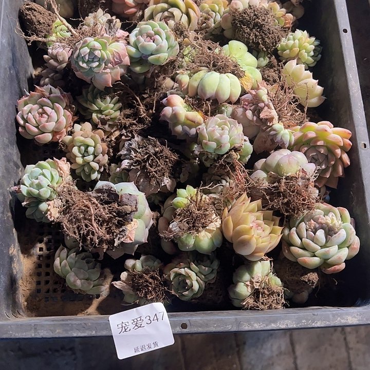 直播福利一物一拍347