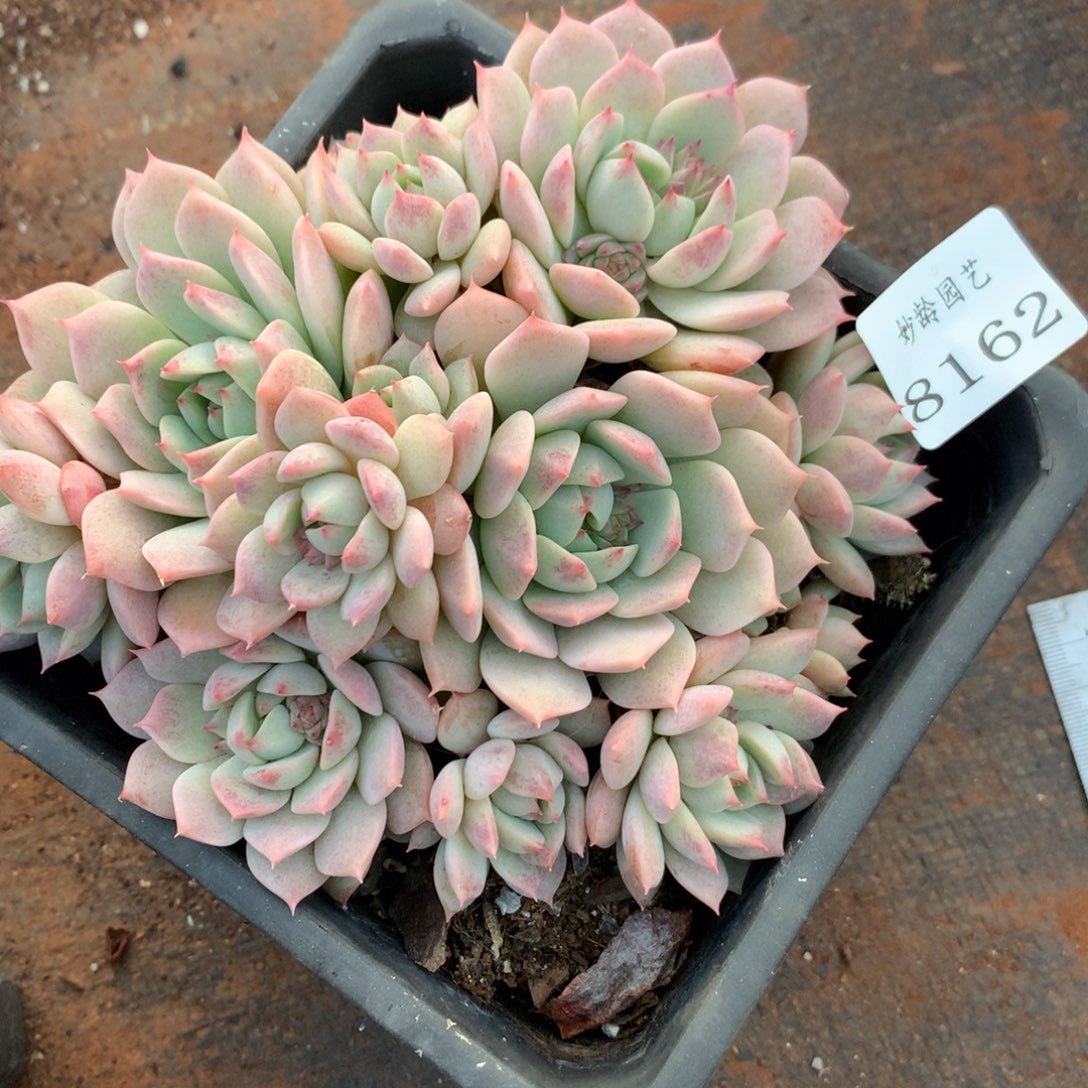 8162杂交多肉植物