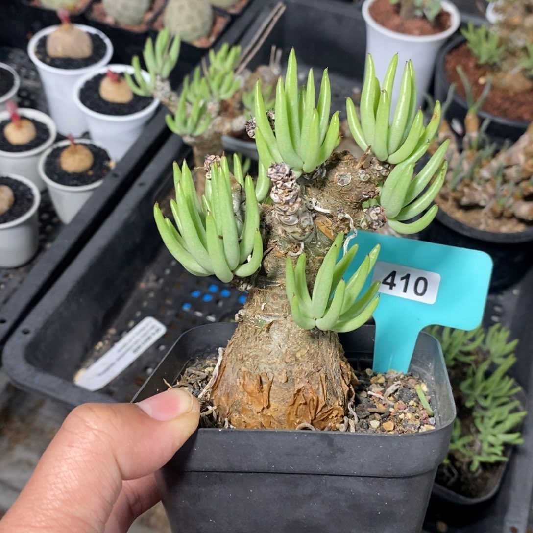 白象多肉植物一个多肉