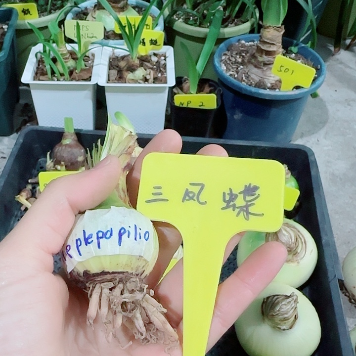 三凤蝶干球3.7cm，裸球发