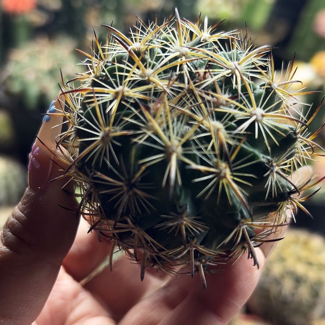 虎抓仙人球111111111