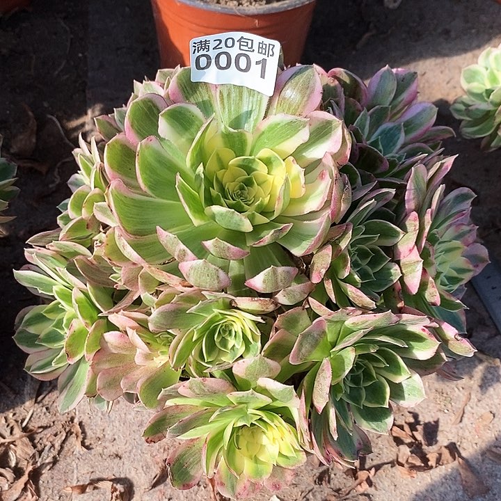 0001 一颗海王法师