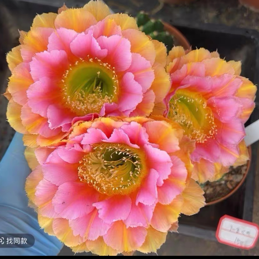 彩，雅森413仙人球，环境不同花色花型颜色深浅不同属正常介意勿拍！