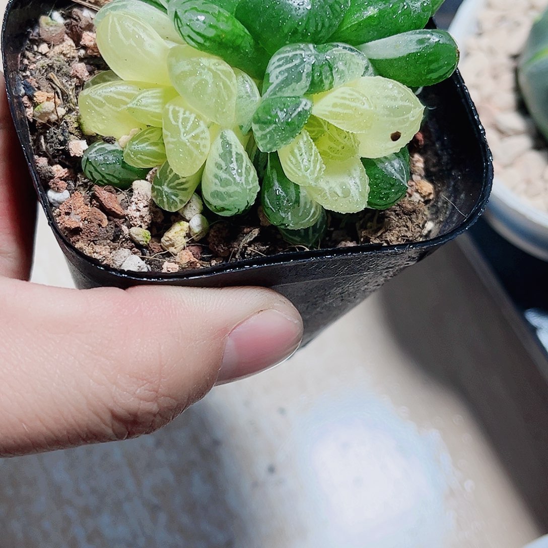 苏州雨露锦新手福利的