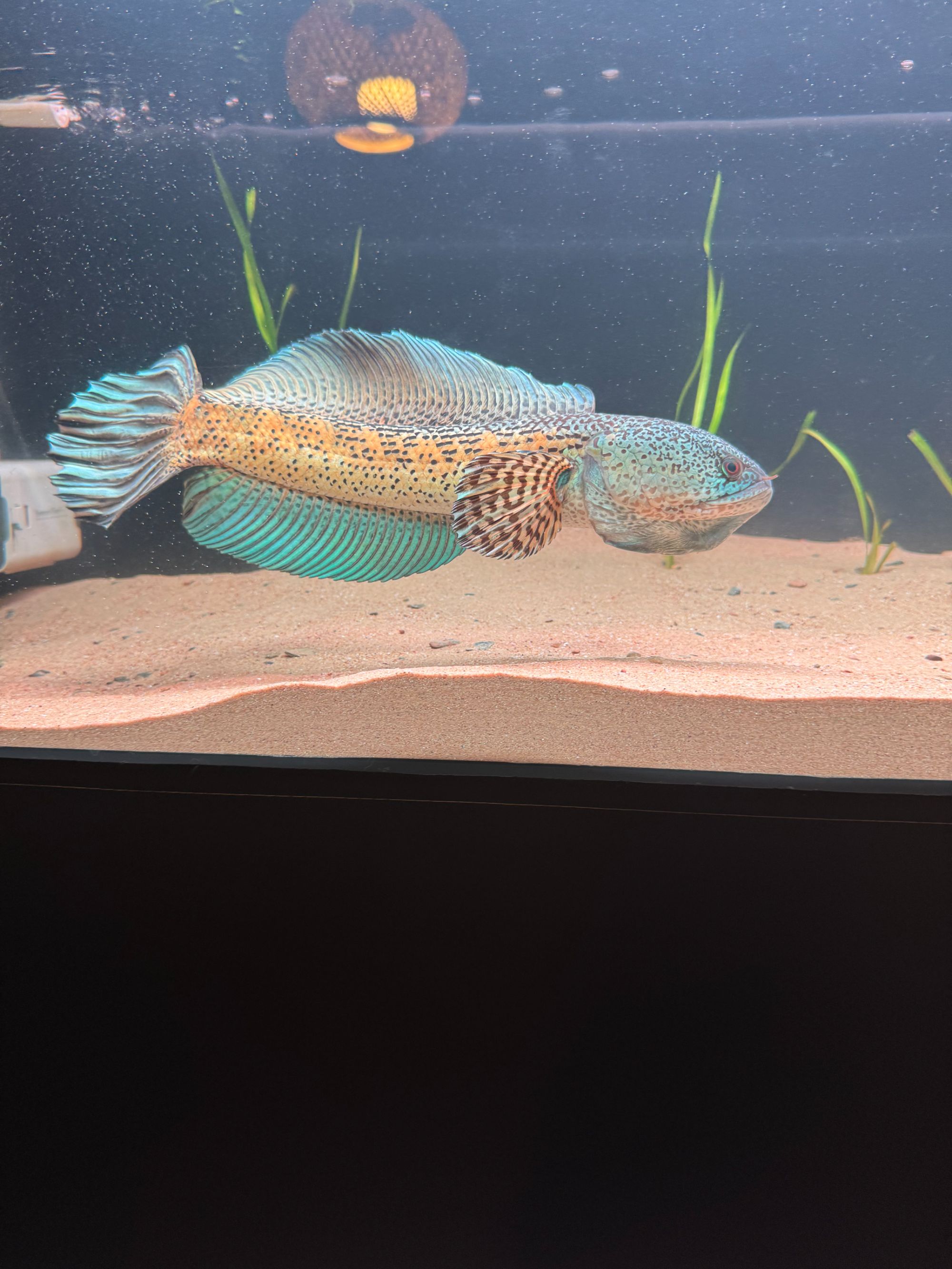 雷龙鱼-直播间链接