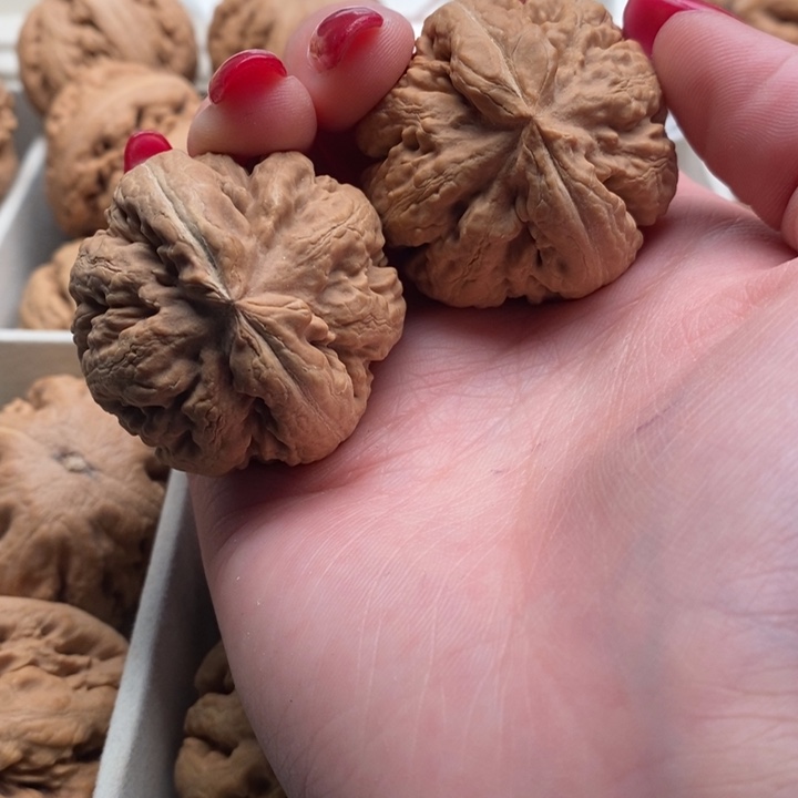 h***h霸王龙全品无修一道没动