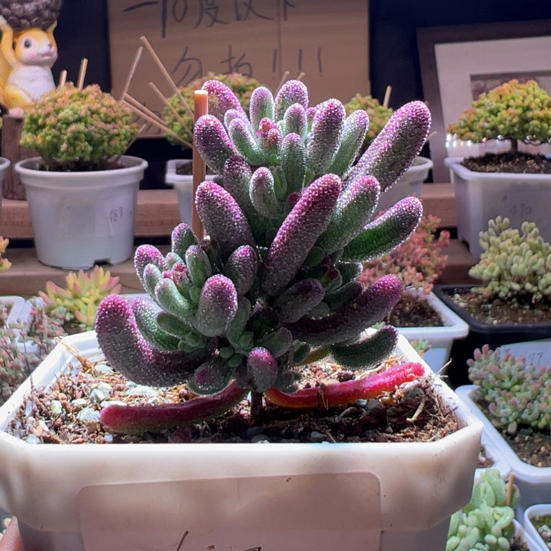 47紫闪光一物一拍包开箱