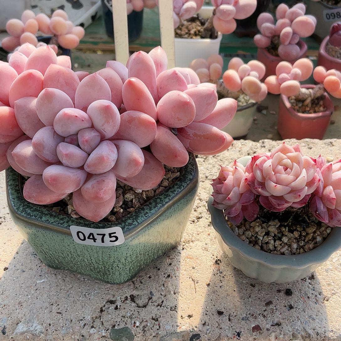 多肉植物的生长发育