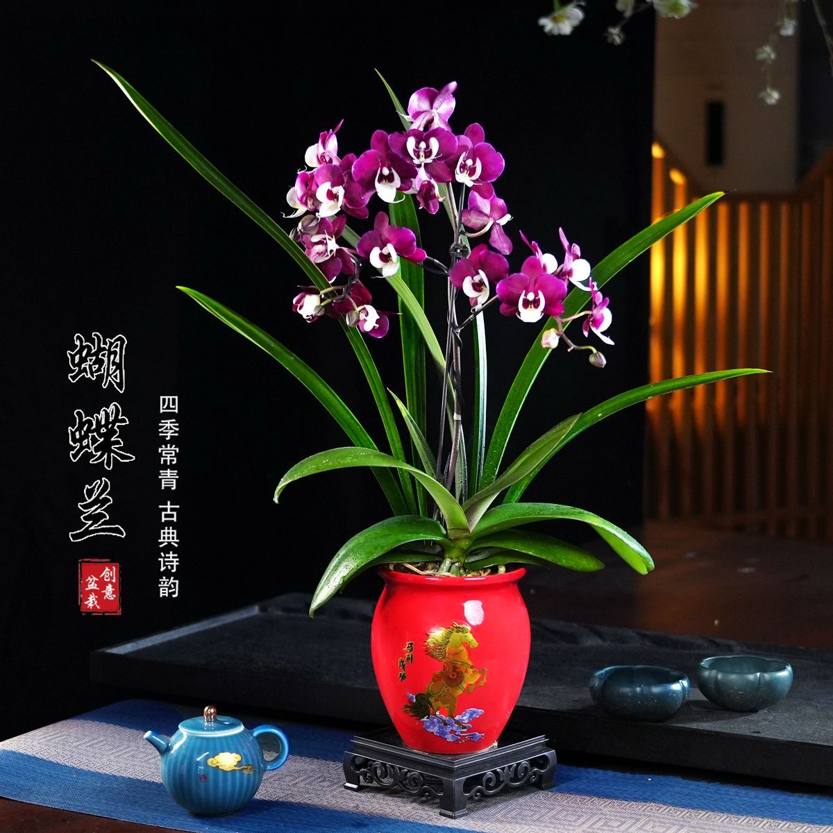 团圆蝴蝶兰盆栽四季常青花卉茶桌面净化空气花办公室内绿植