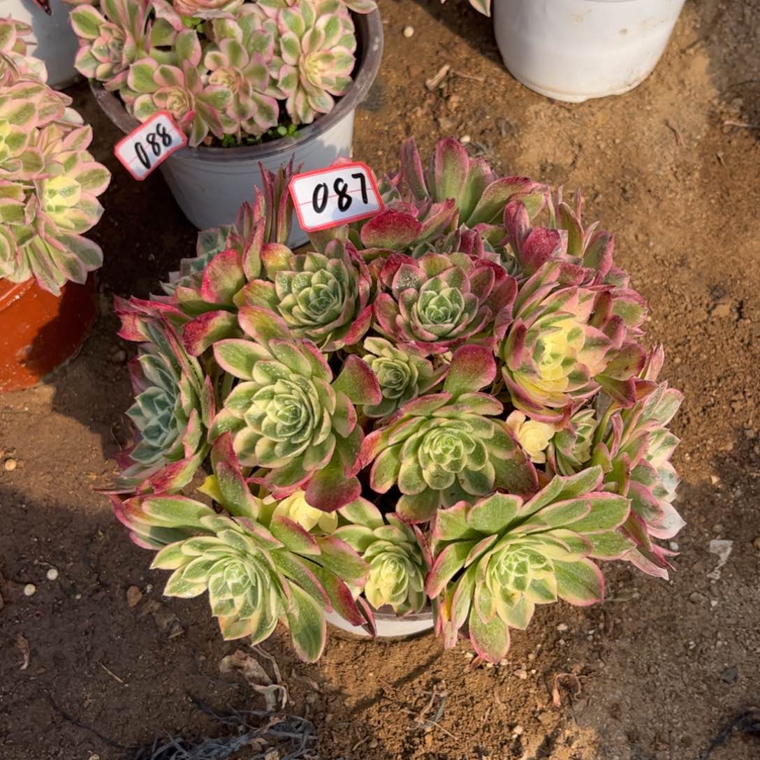 087多肉植物海王桩子有点瑕疵