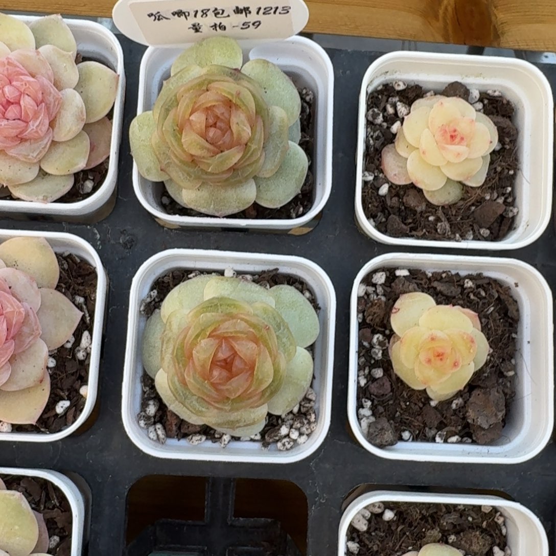 1213-059-彩色恋人一颗量拍