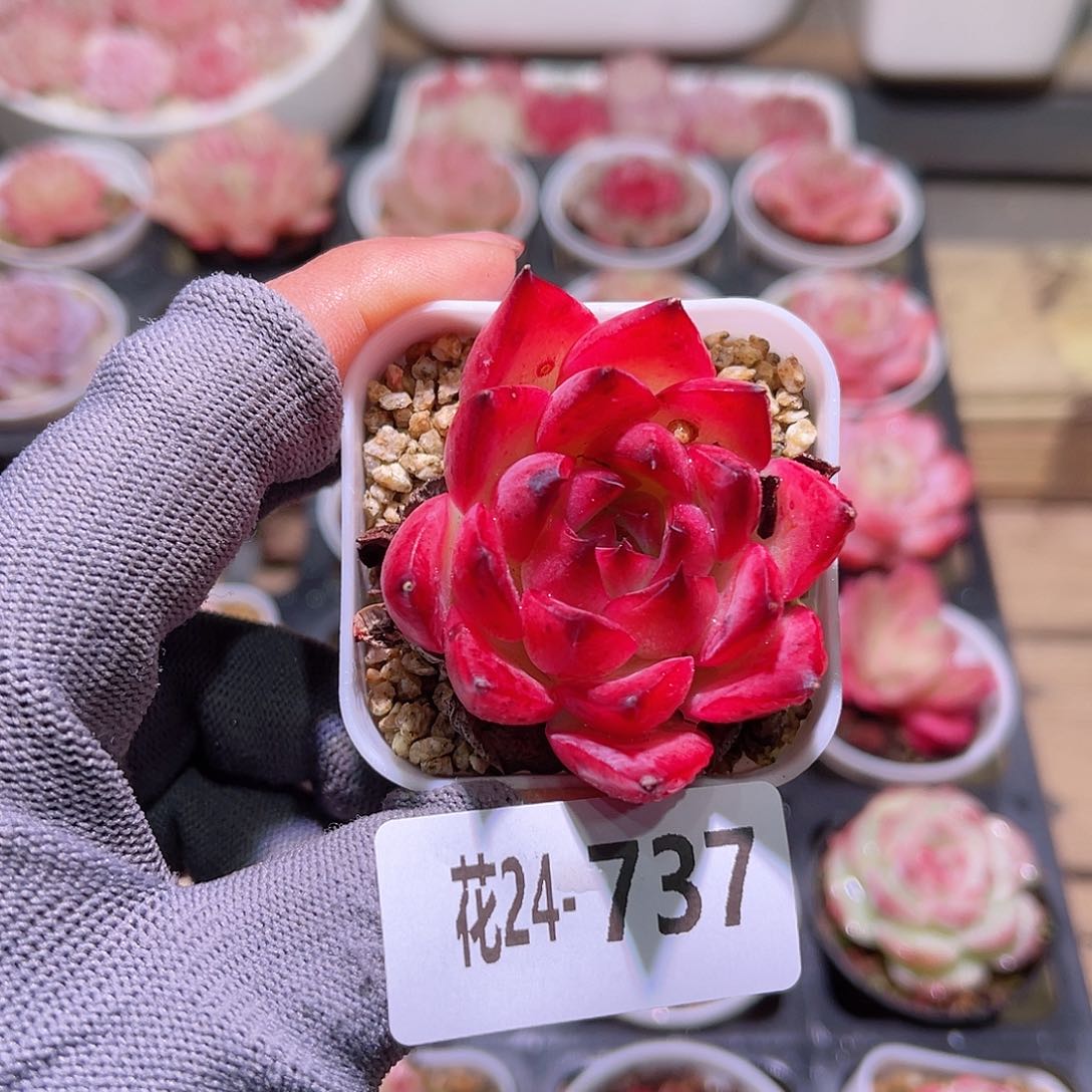 花24-737篝火单头