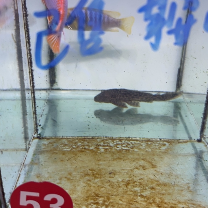 海水鱼三湖慈鲷，热带淡水鱼