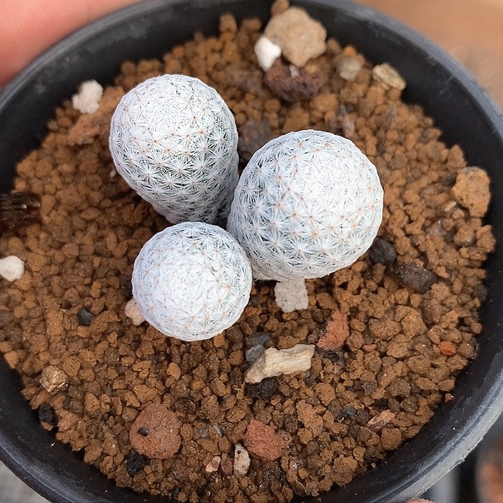 孤品实生日系三头白鸟福利