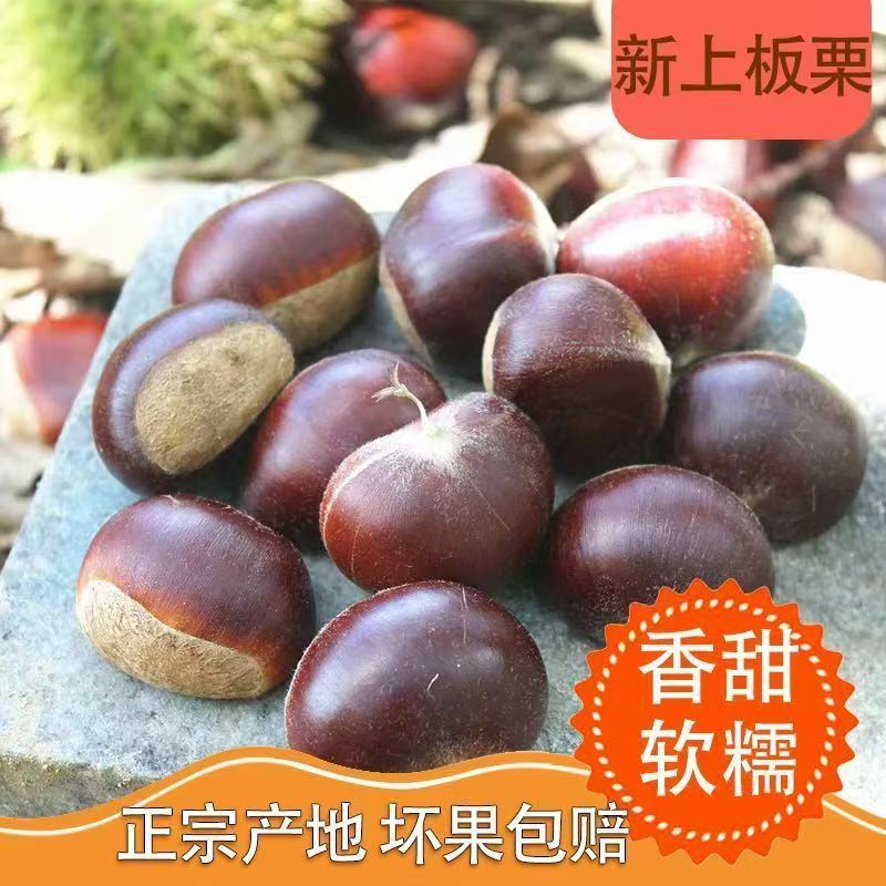 河南新鲜高山正宗栗香甜可口生板栗【随机送开口器】