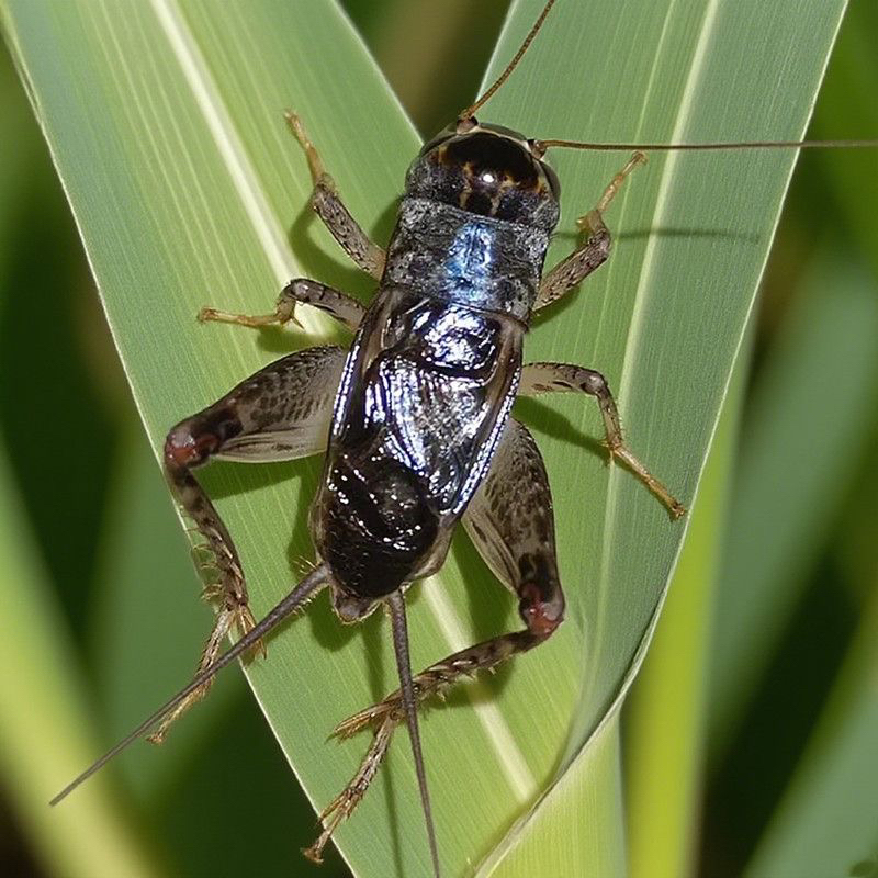 【蟋蟀活体】斗虫蟋蟀蛐蛐秋虫野生