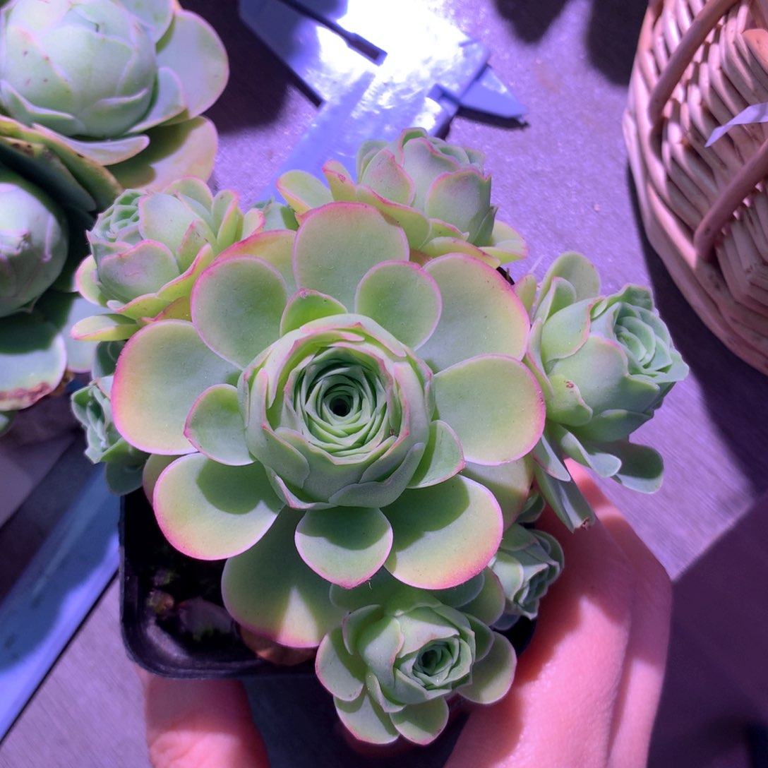 一物一拍南星023