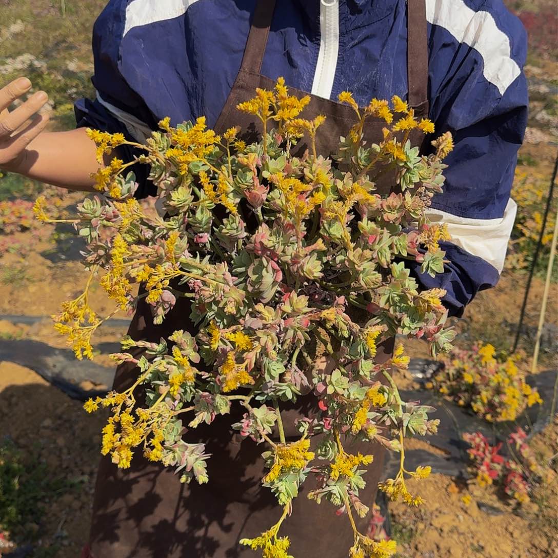 薄化妆 一颗 不包损