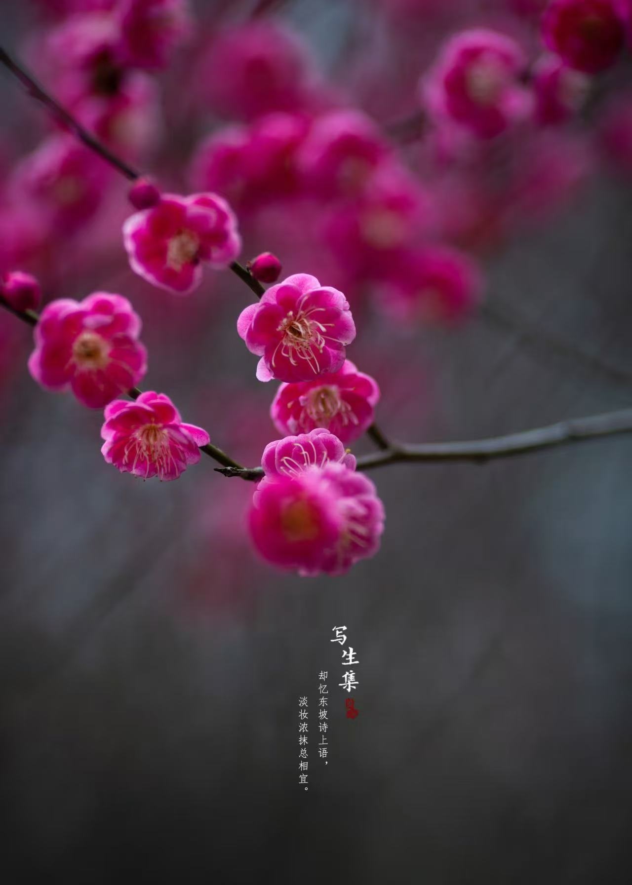 骨里红 带花苞植物阳台四季浓香冬季开花耐寒