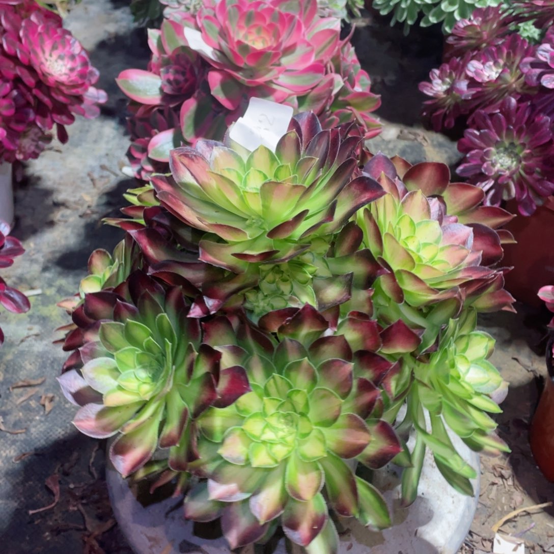 多肉植物韶华232