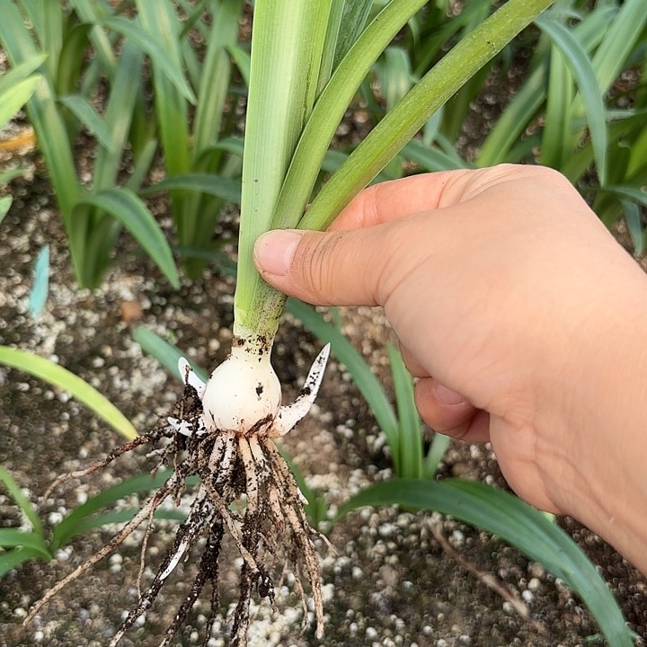 无花朵有****手贵妇1号带土有小侧
