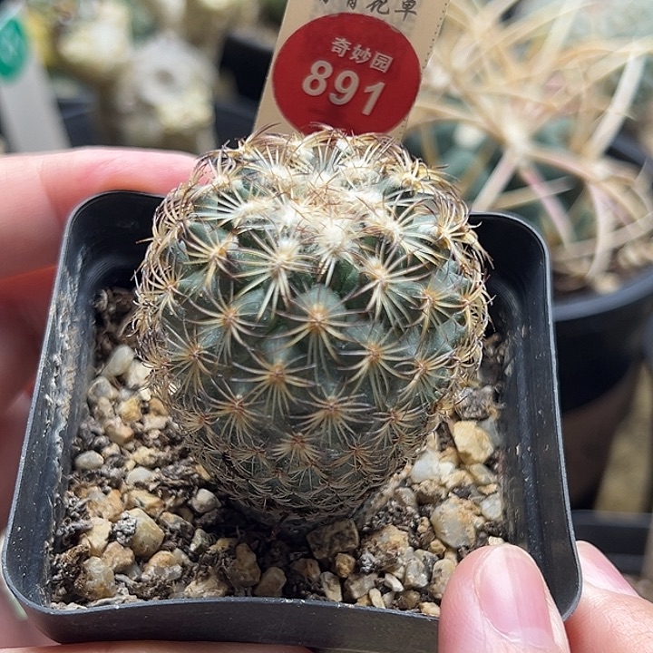 实生伊莎贝拉娇丽4.1cm