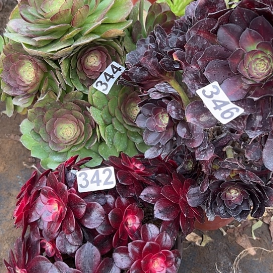 @****好多肉植物三个