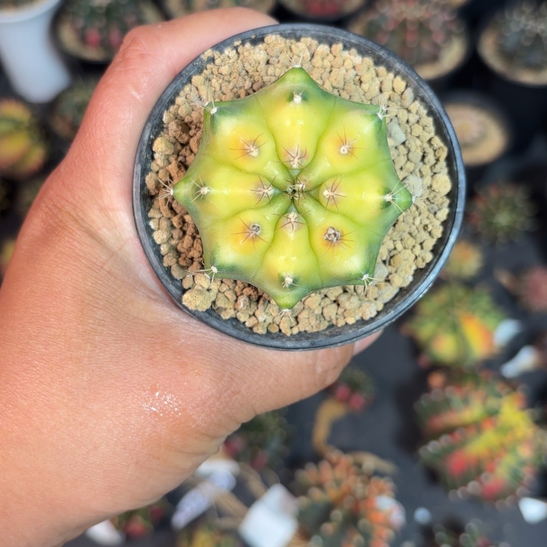 泰系粉色菠萝仙人球238