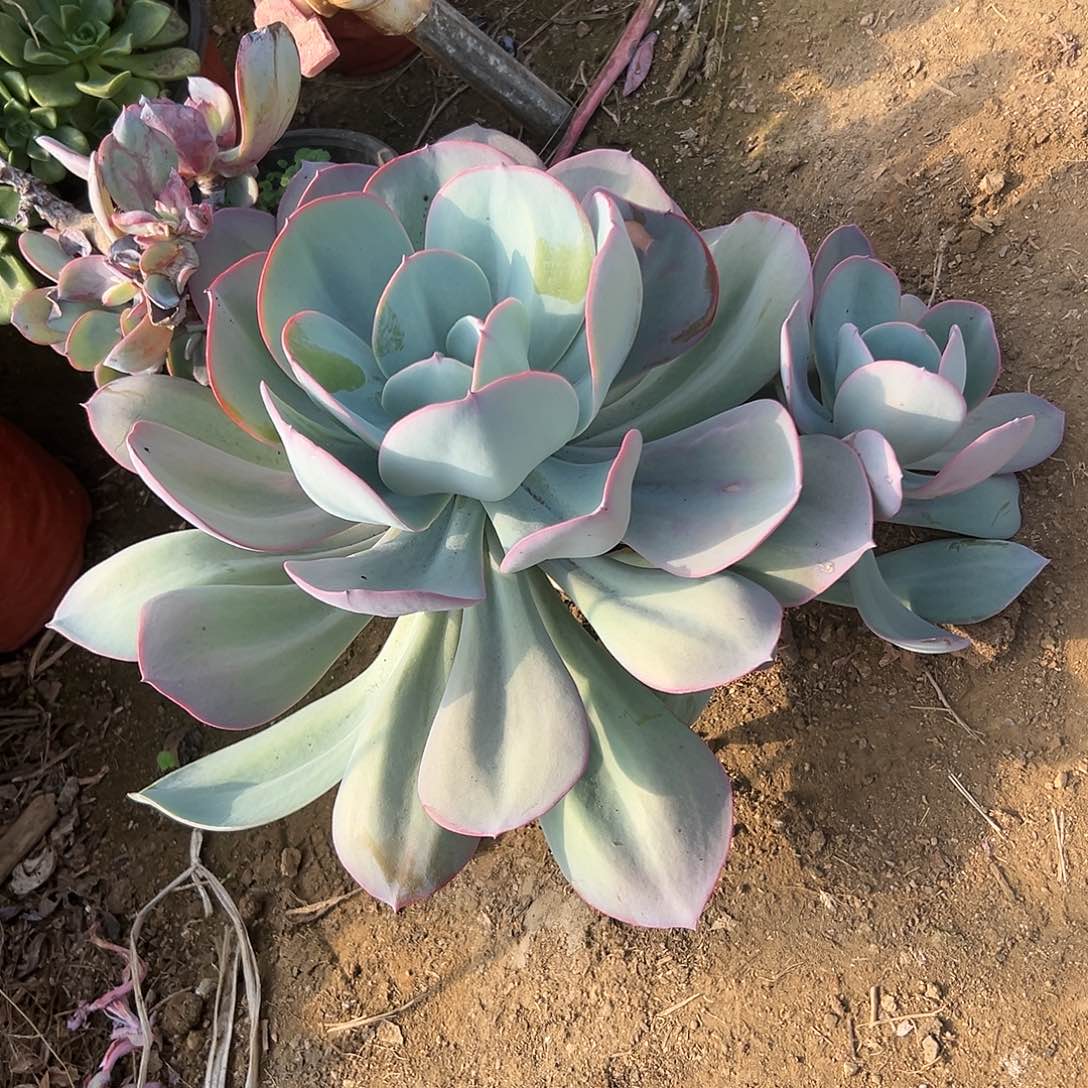 多肉植物布鲁克林蓝