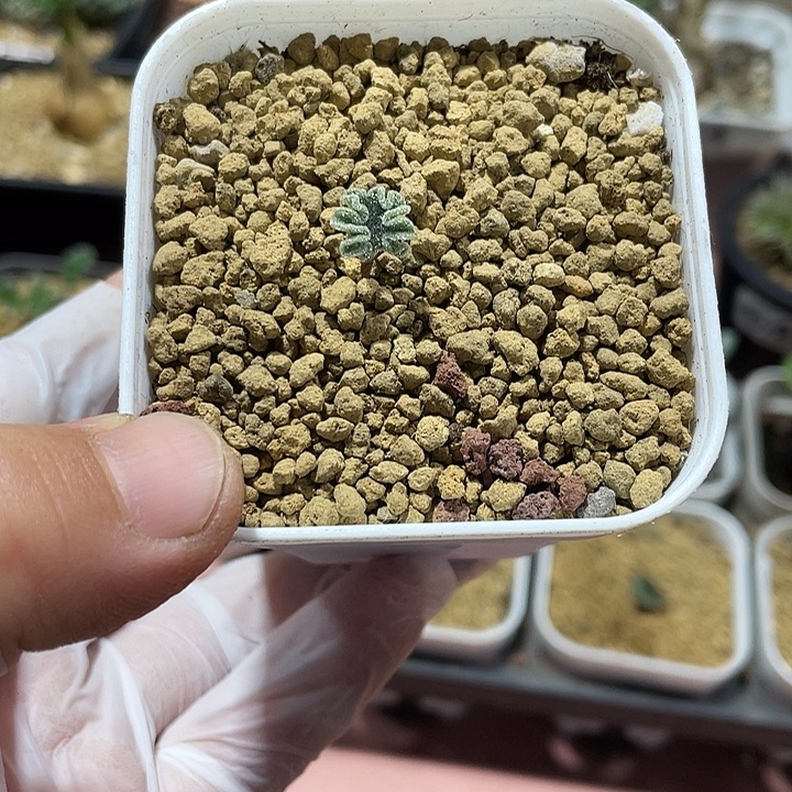 N***·030冰晶海带雾冰玉