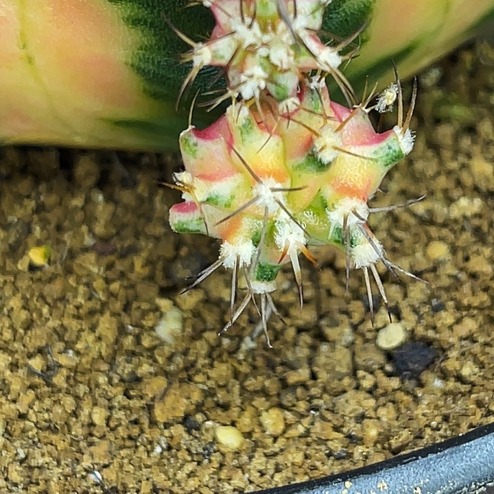 福利 万花筒 一物一拍