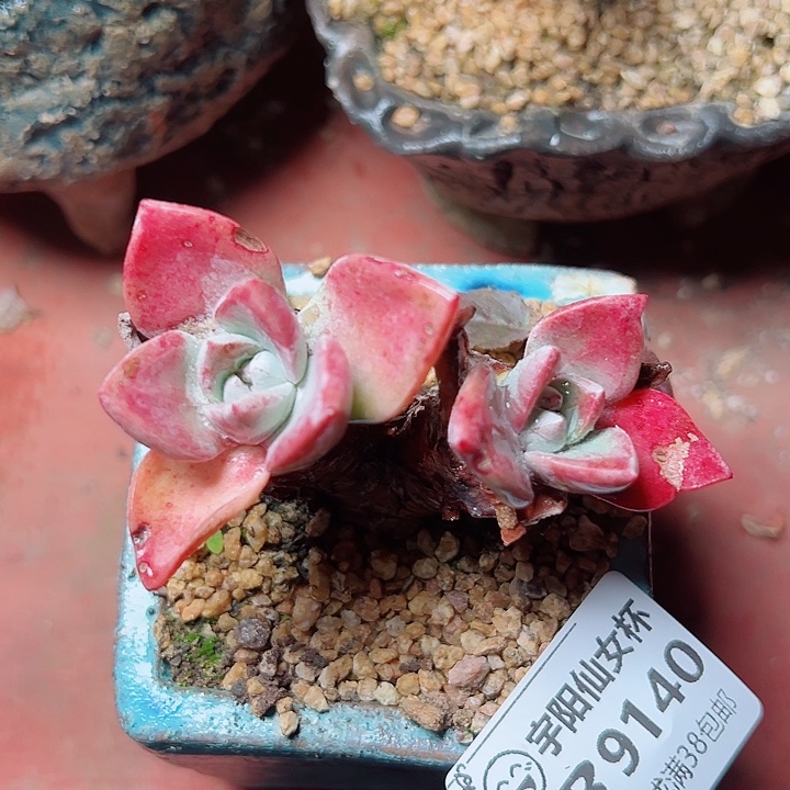 9140泡芙仙女杯多肉