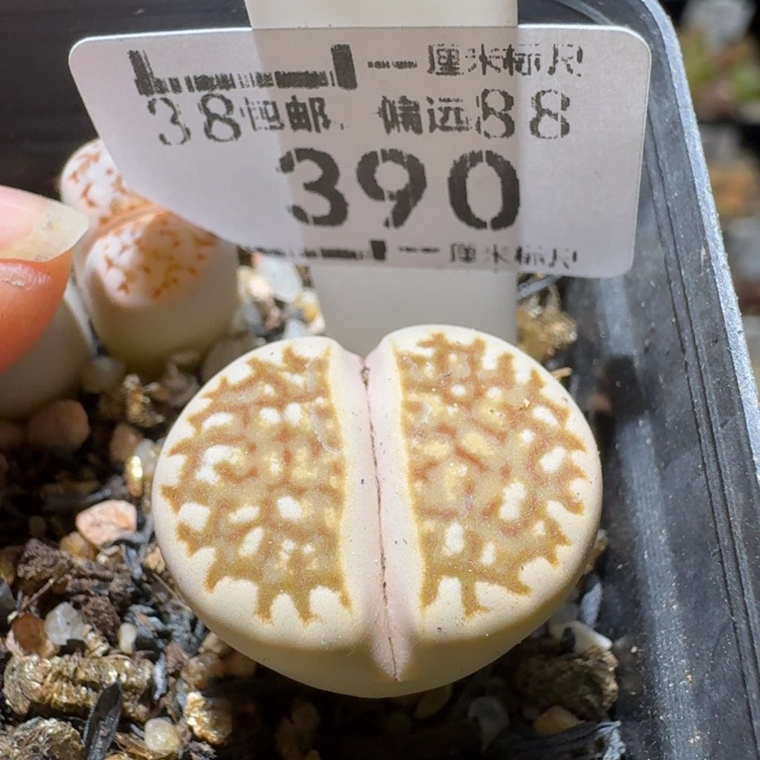 Sss精品也福利390