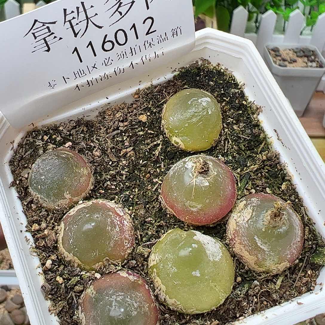 116012/可带盆发………………