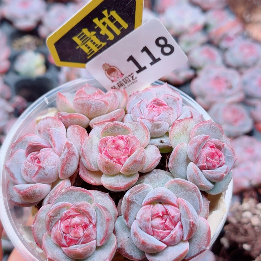多肉植物多肉植物