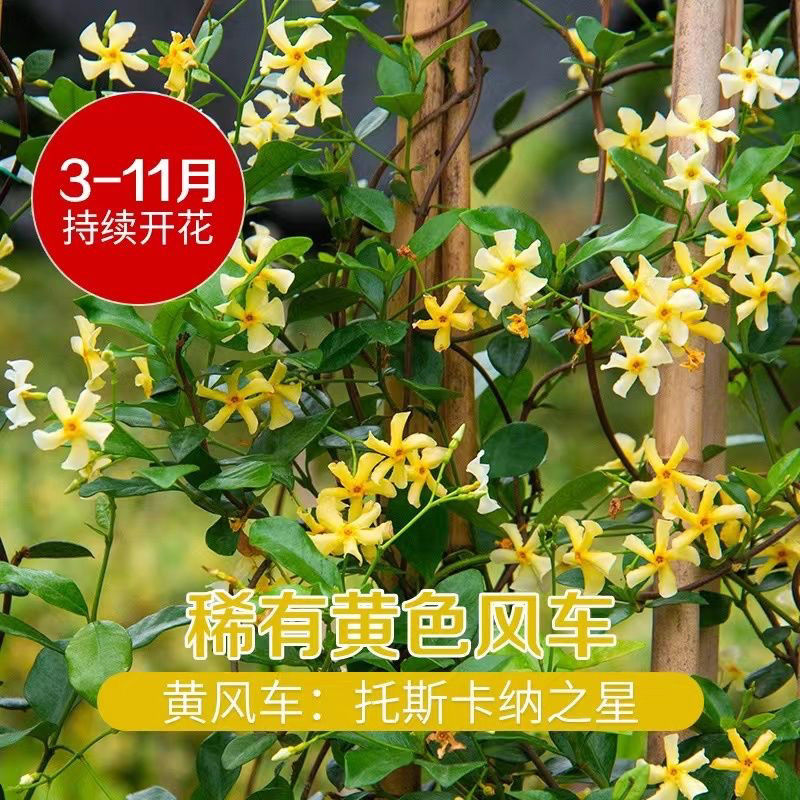风车茉莉爬藤花卉阳台盆栽四季常青耐寒耐热浓香型绿植