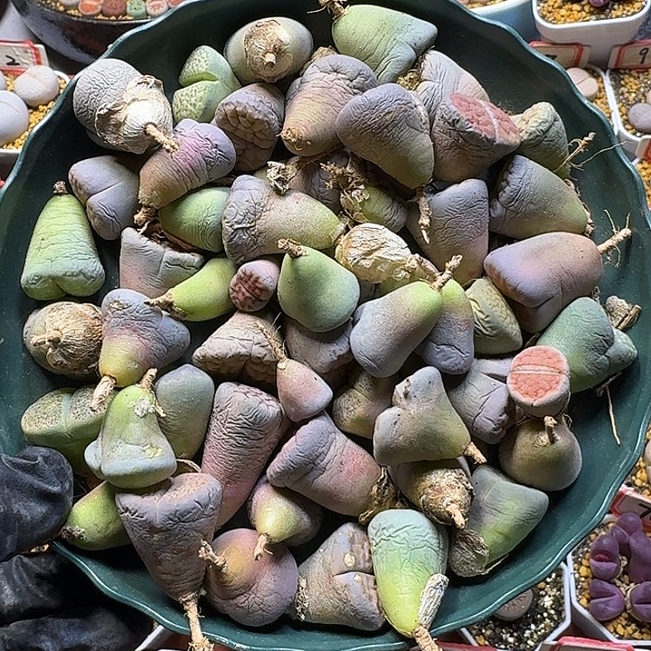 生石花111112。  无售后。  229